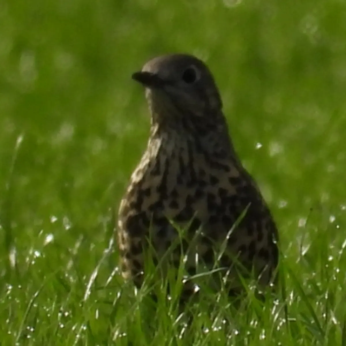 Spotted Mistle Thrush