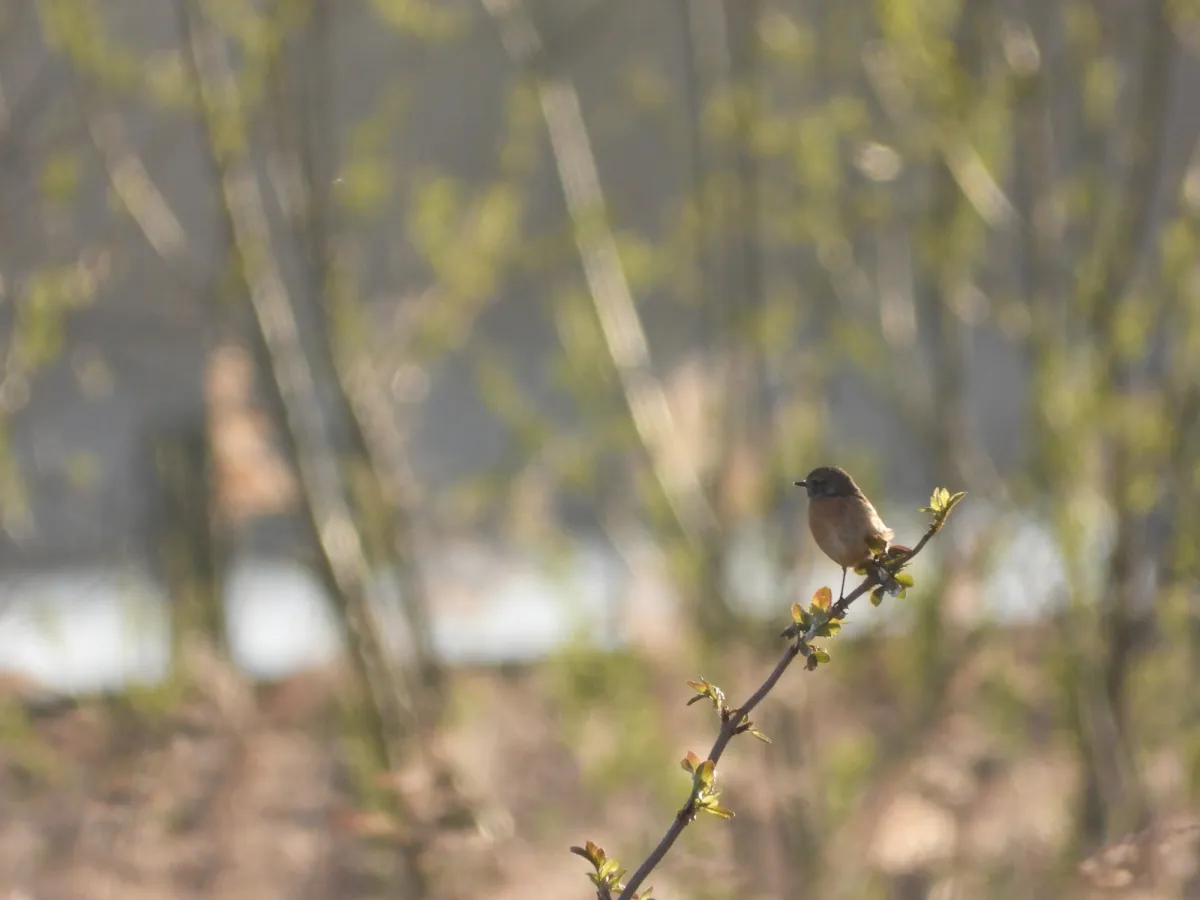 Spotted European Stonechat