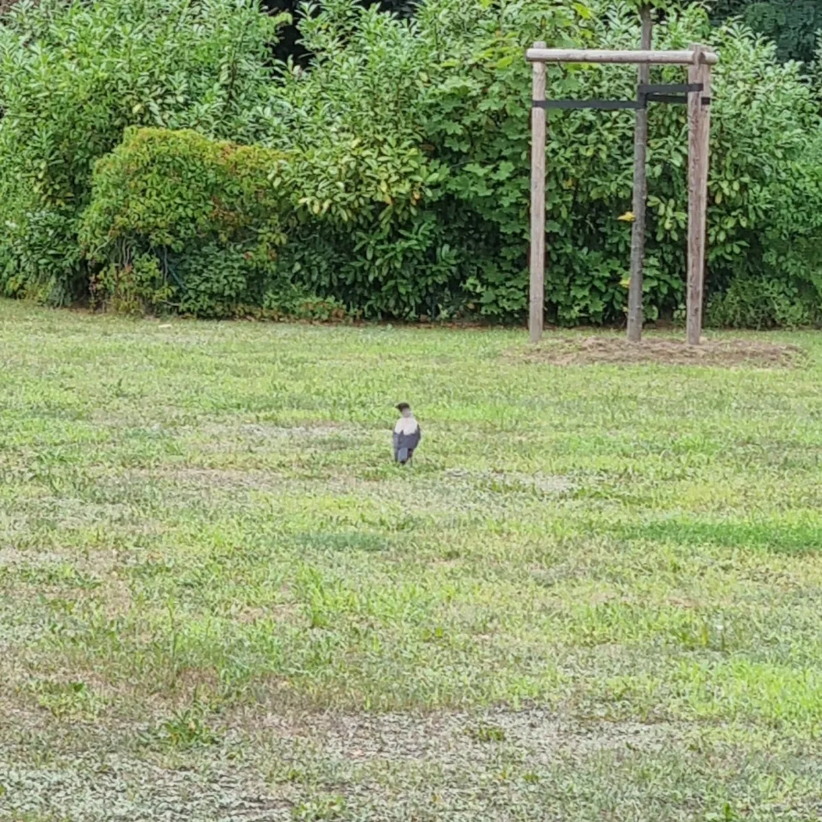 Spotted Hooded Crow