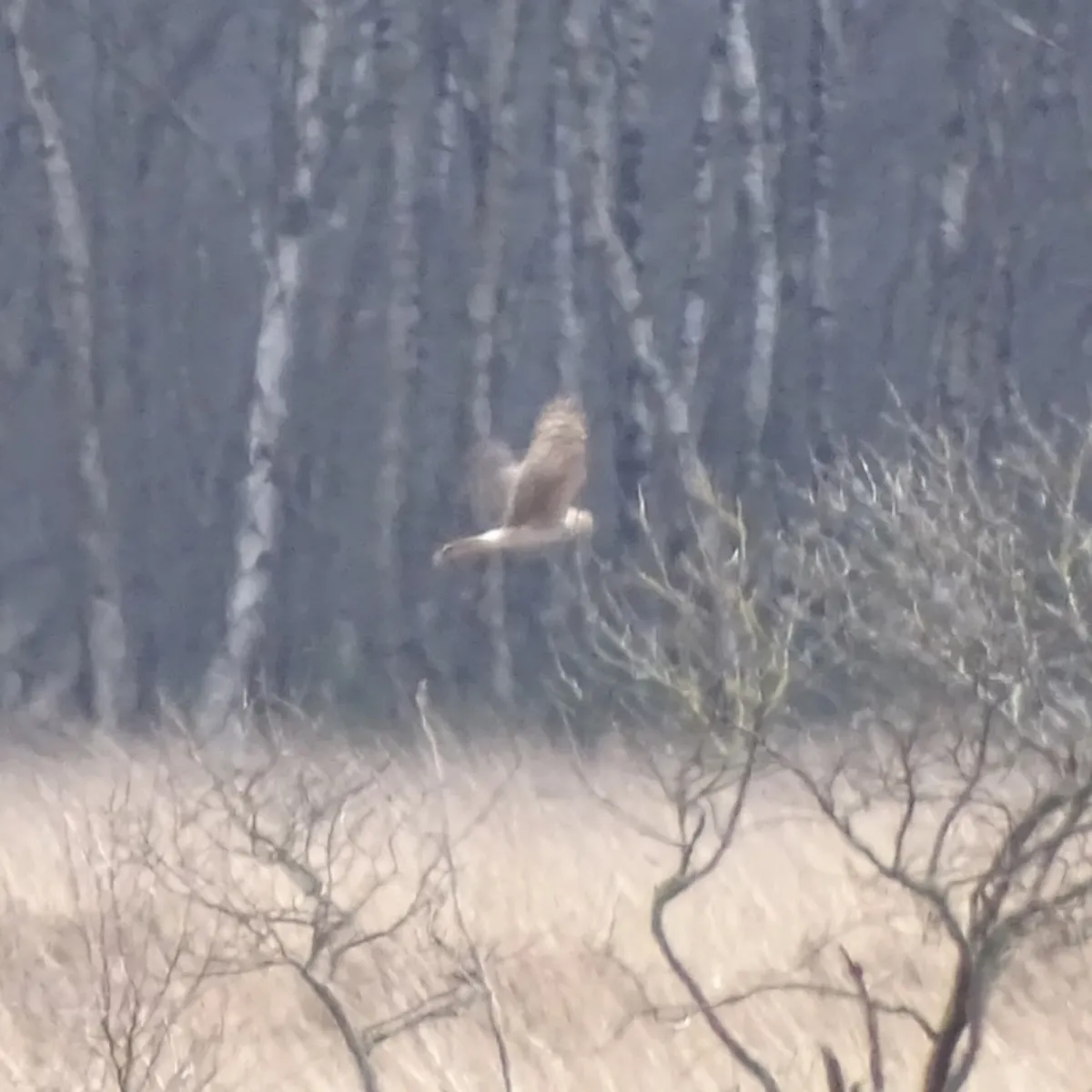 Gespotte Blauwe kiekendief