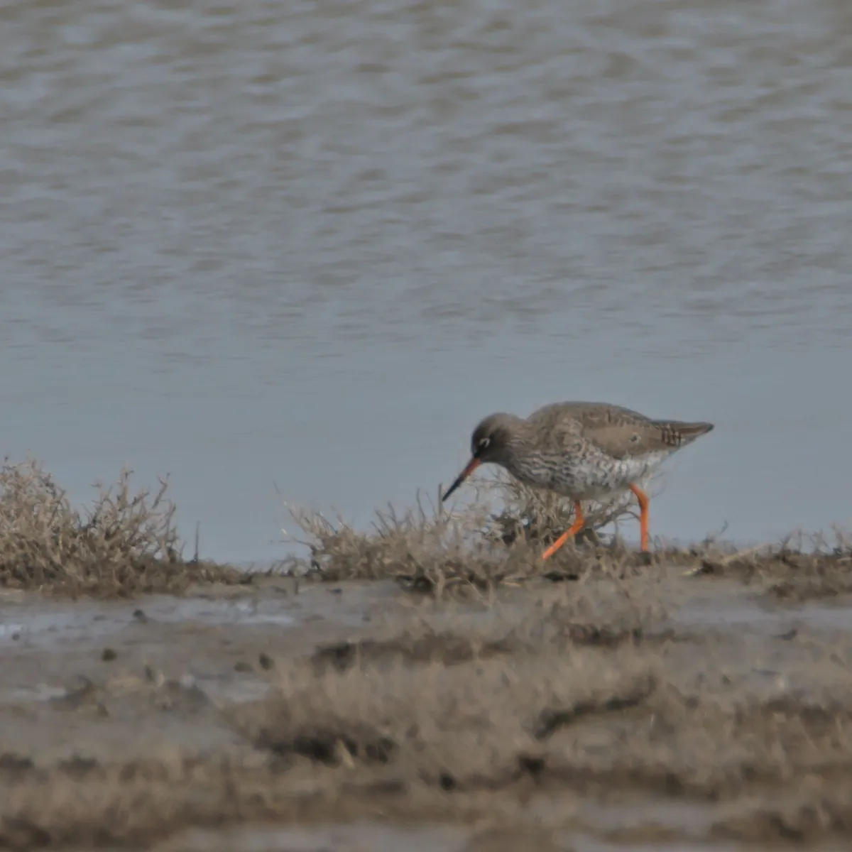 Spotted Common Redshank