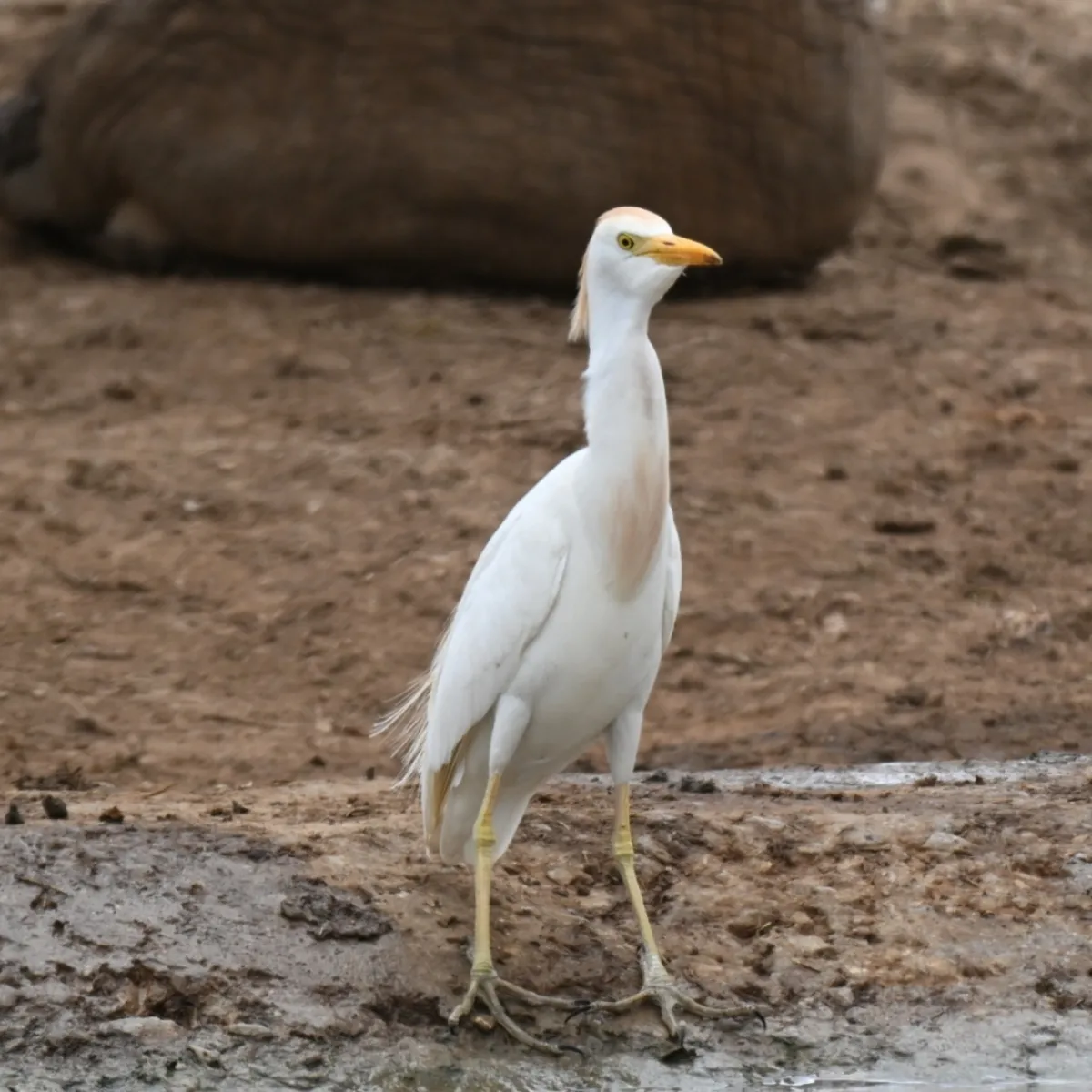 Spotted Western Cattle-Egret