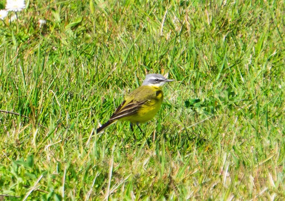 Gespotte Gele kwikstaart