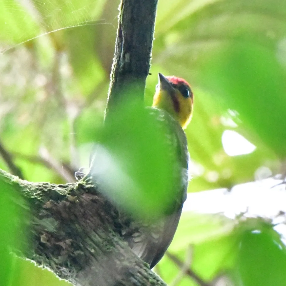 Spotted Yellow-throated Woodpecker