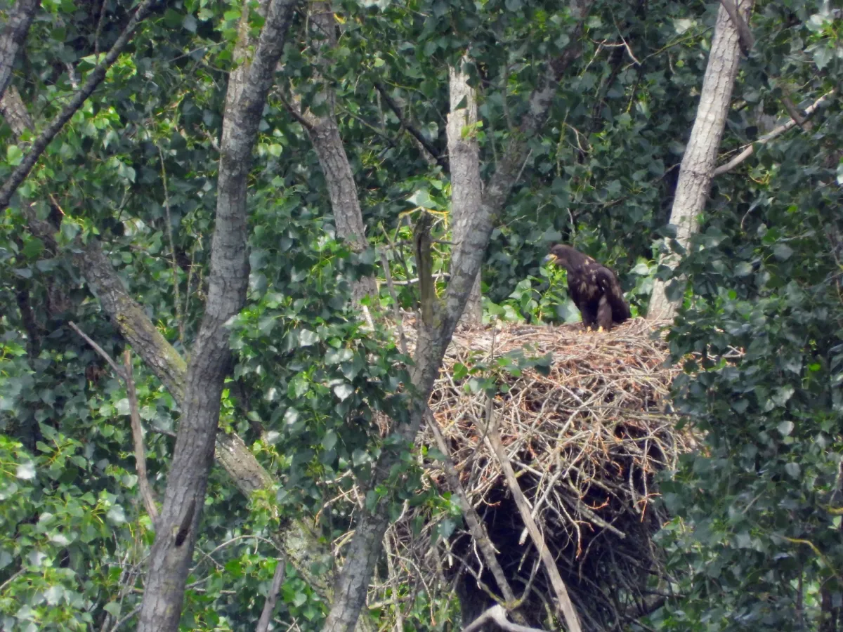 Spotted White-tailed Eagle