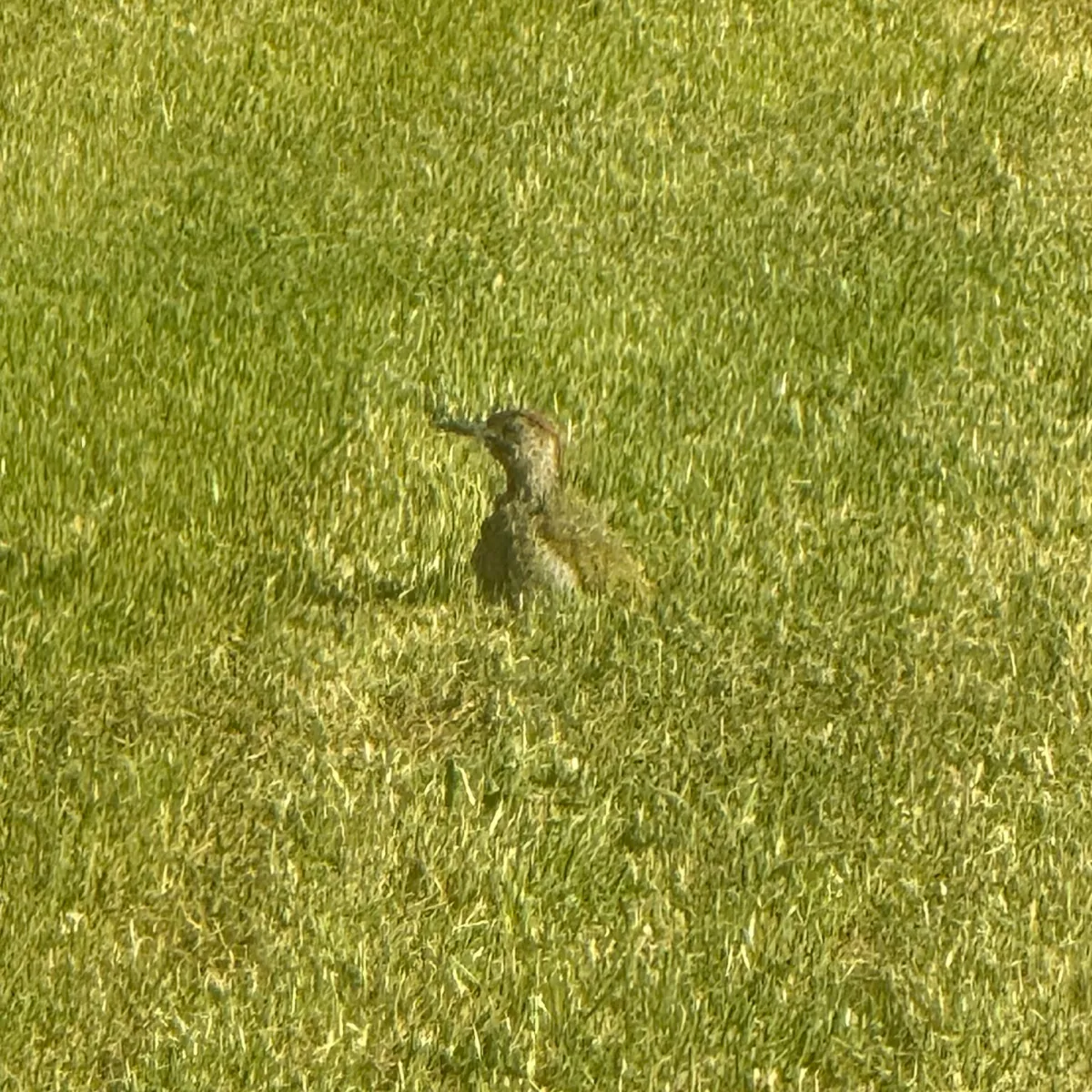 Spotted Eurasian Green Woodpecker