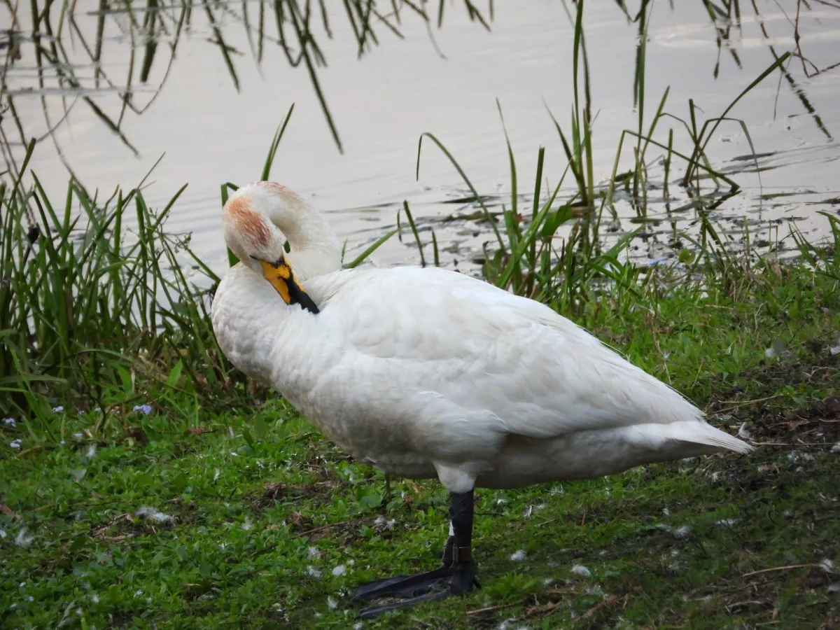 Waargenomen Wilde zwaan