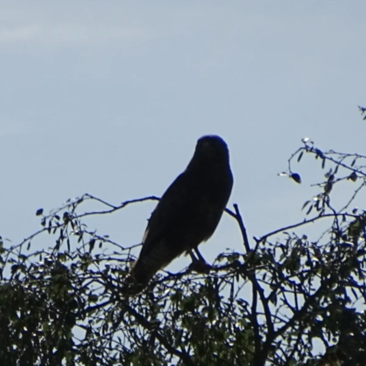 Waargenomen Buizerd
