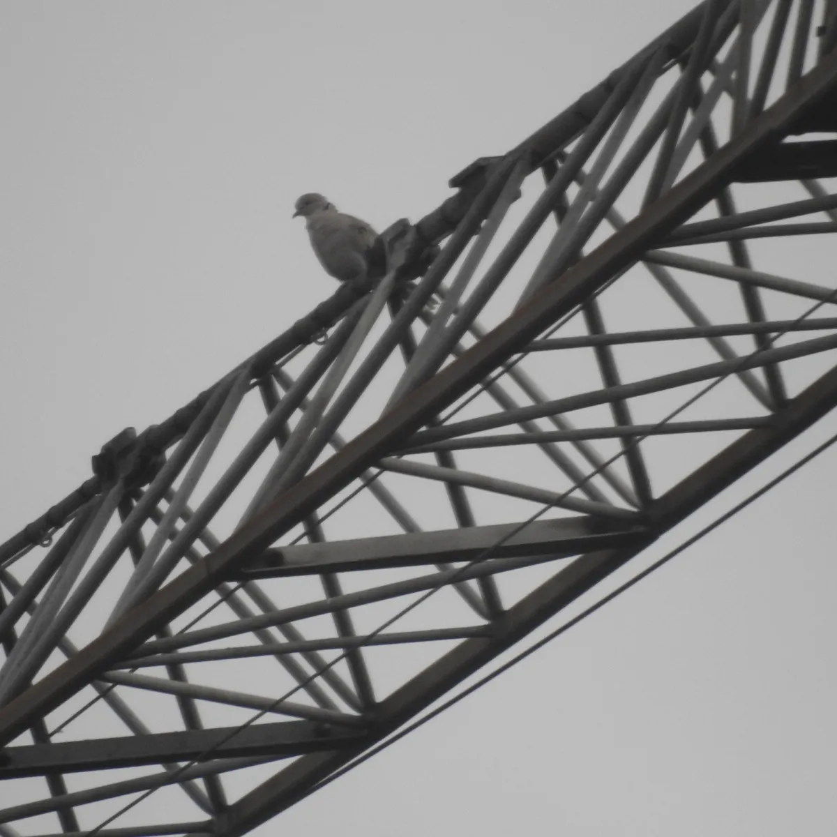 Waargenomen Turkse tortel