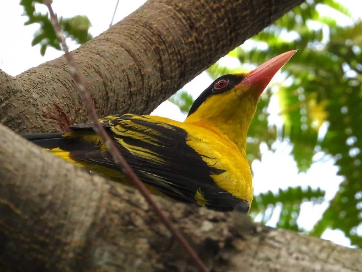 Gespotte Chinese wielewaal
