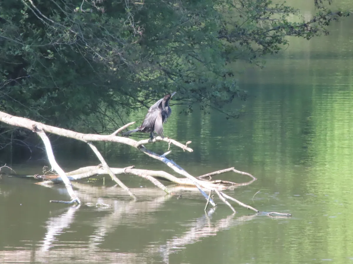Gespotte Aalscholver