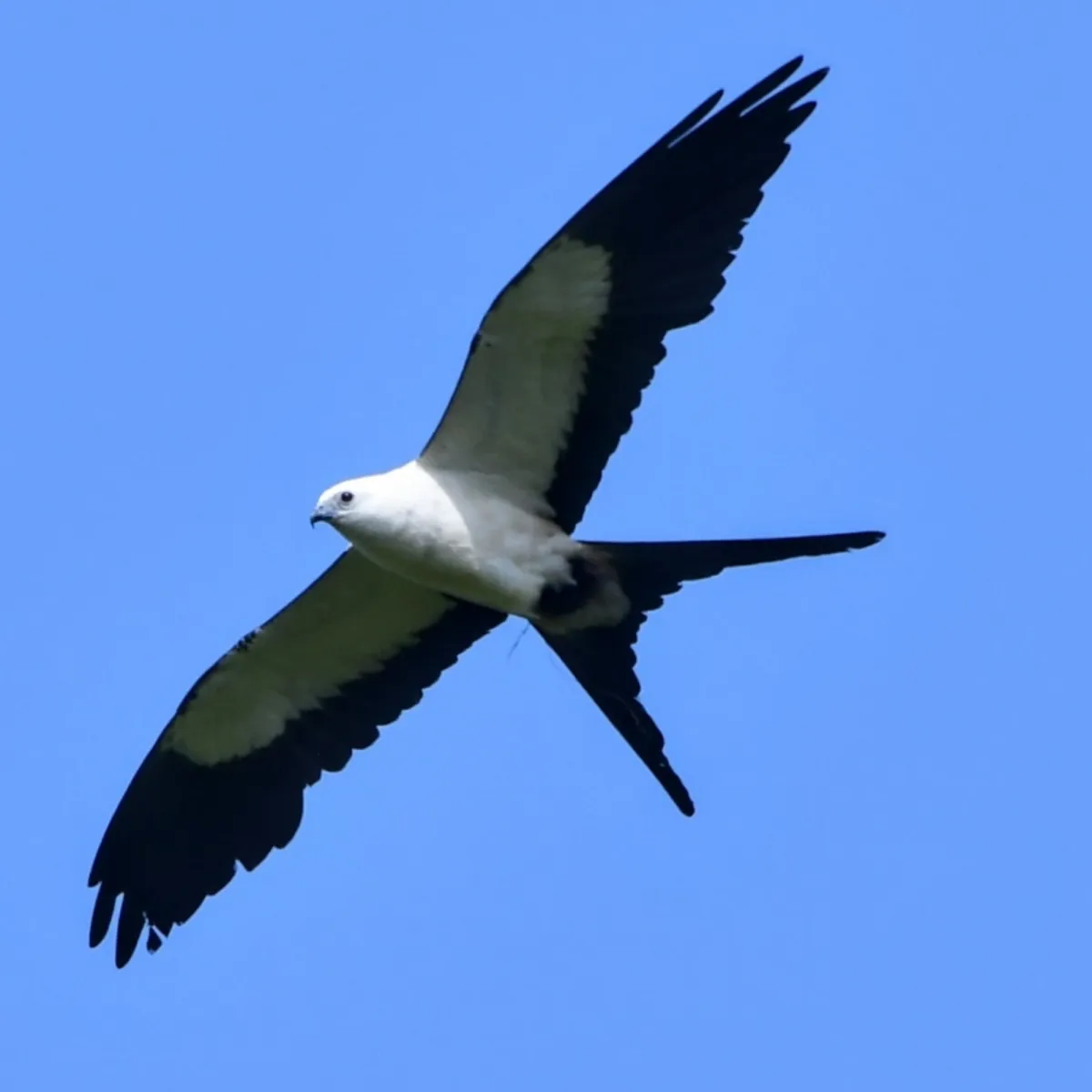 Spotted Swallow-tailed Kite