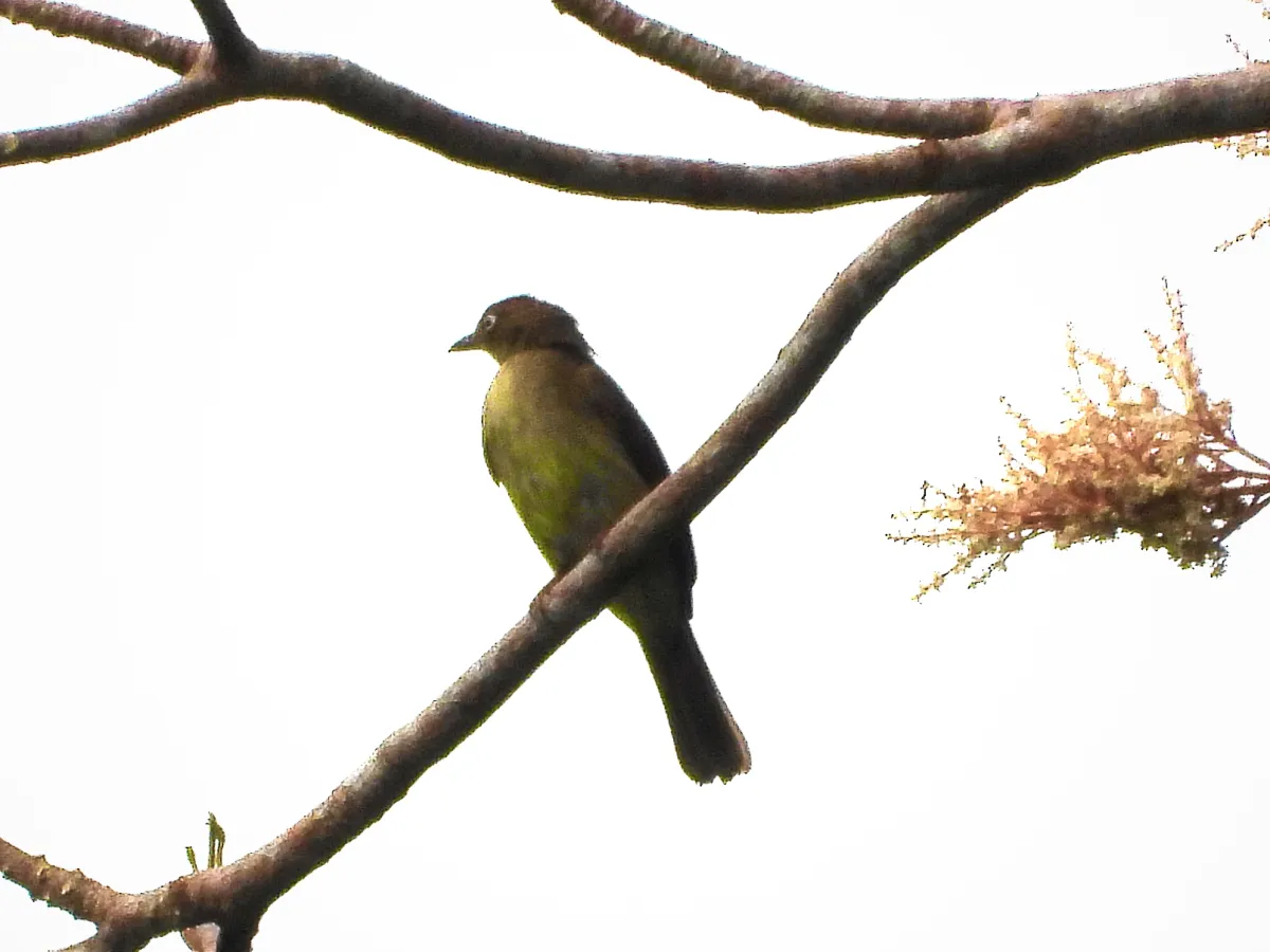 Gespotte Witoogbuulbuul