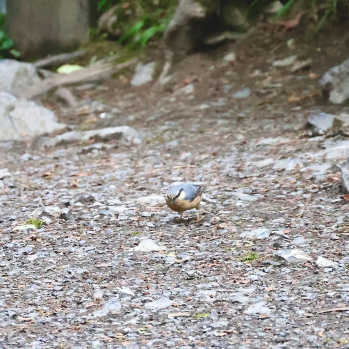 Spotted Eurasian Nuthatch