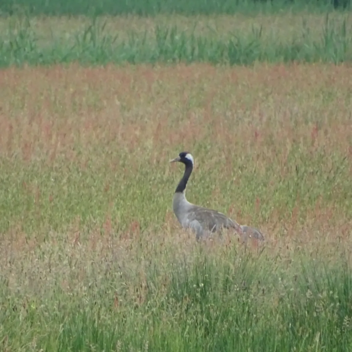 Waargenomen Kraanvogel
