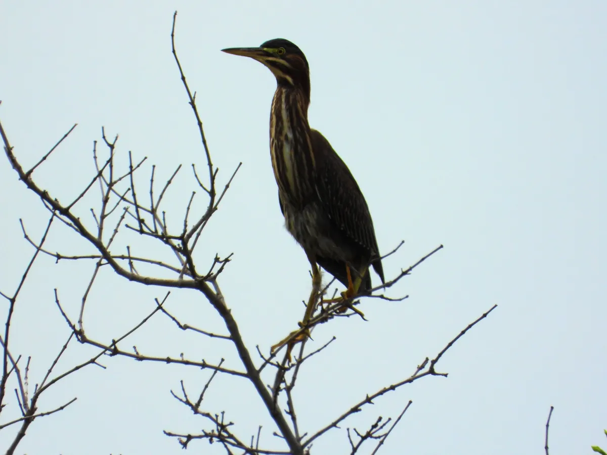 Waargenomen Groene reiger