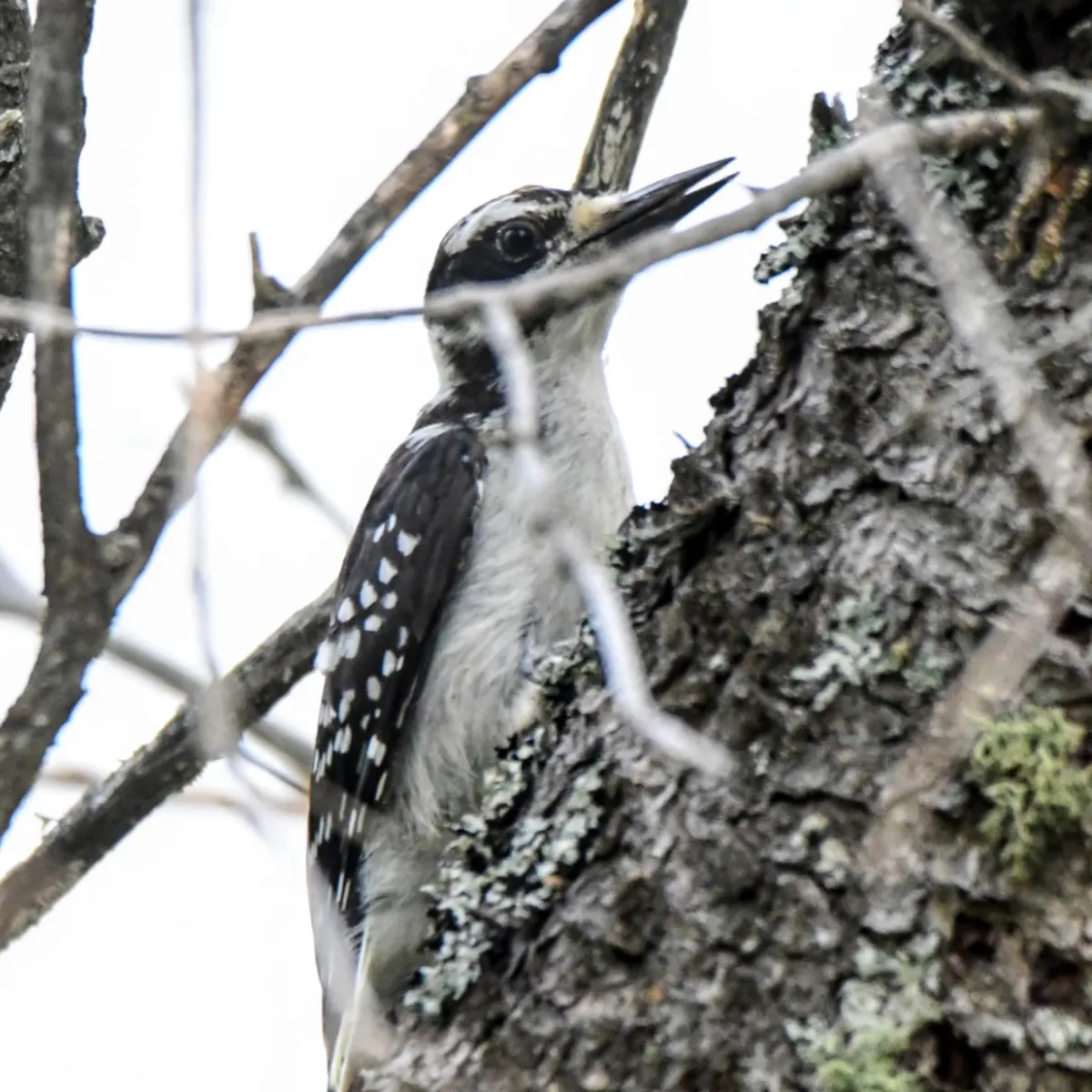 Spotted Hairy Woodpecker