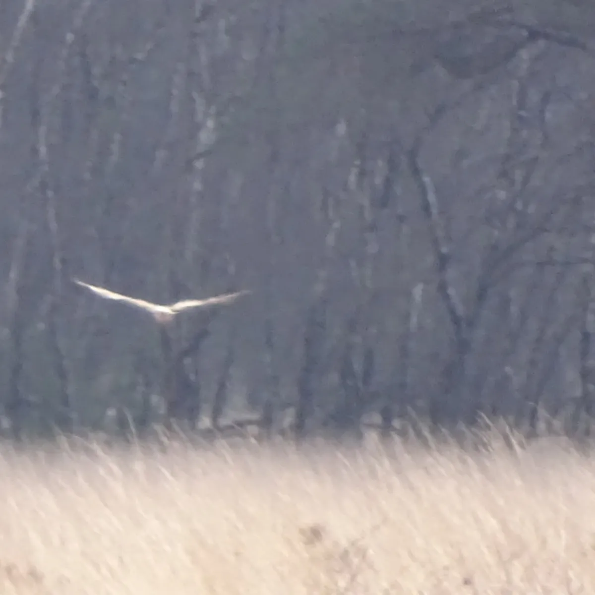 Gespotte Blauwe kiekendief