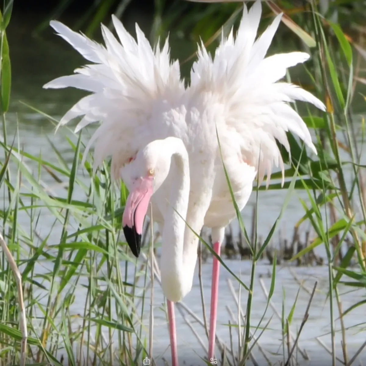 Spotted Greater Flamingo