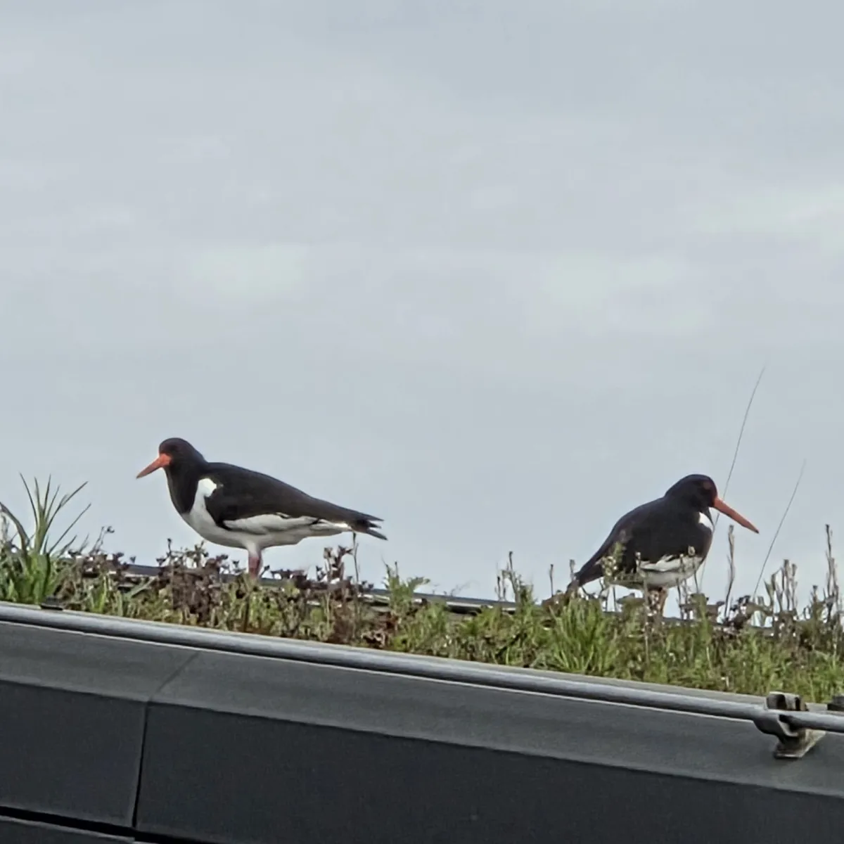 Gespotte Scholekster