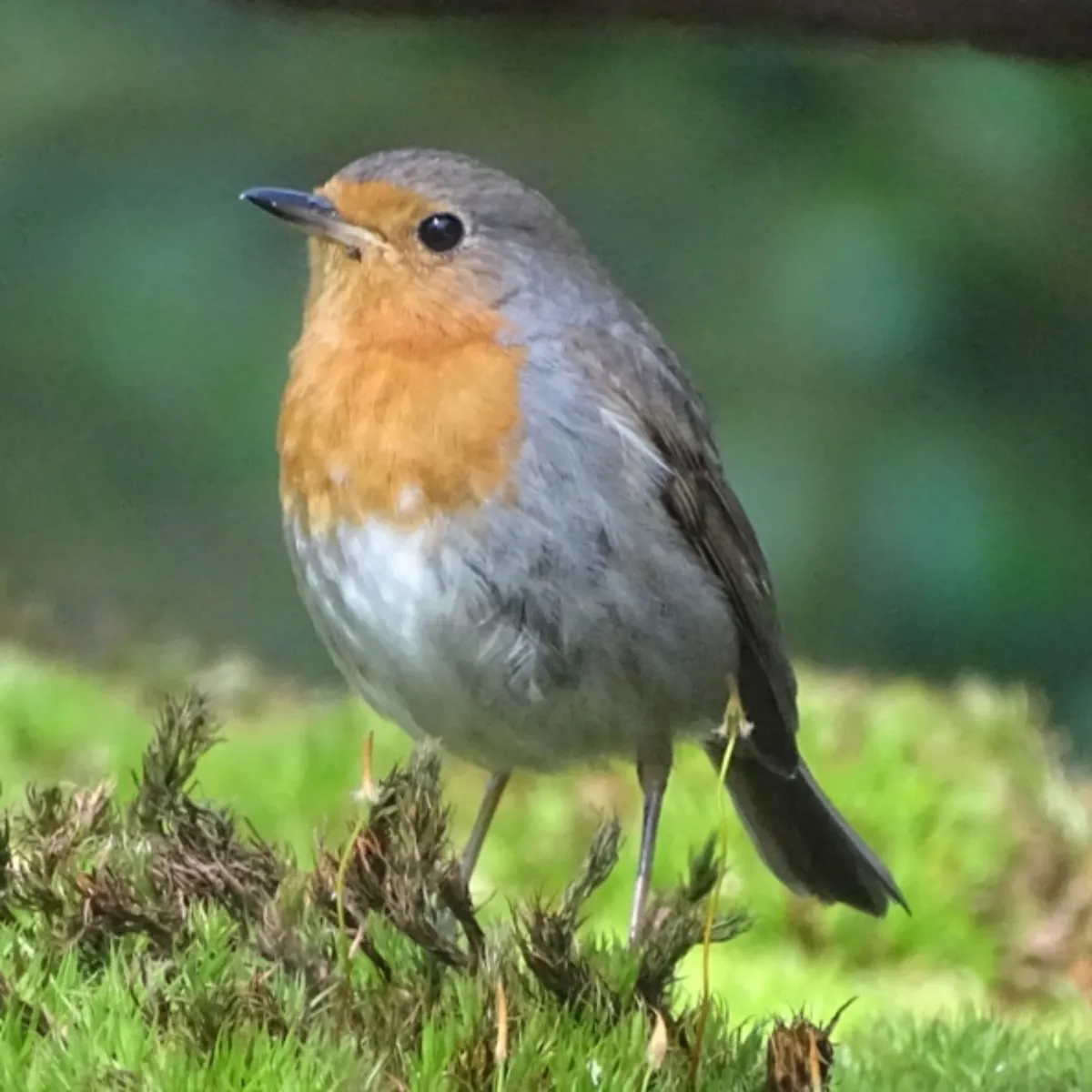Gespotte Roodborst