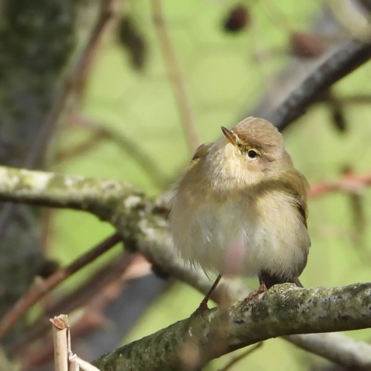 Spotted Common Chiffchaff