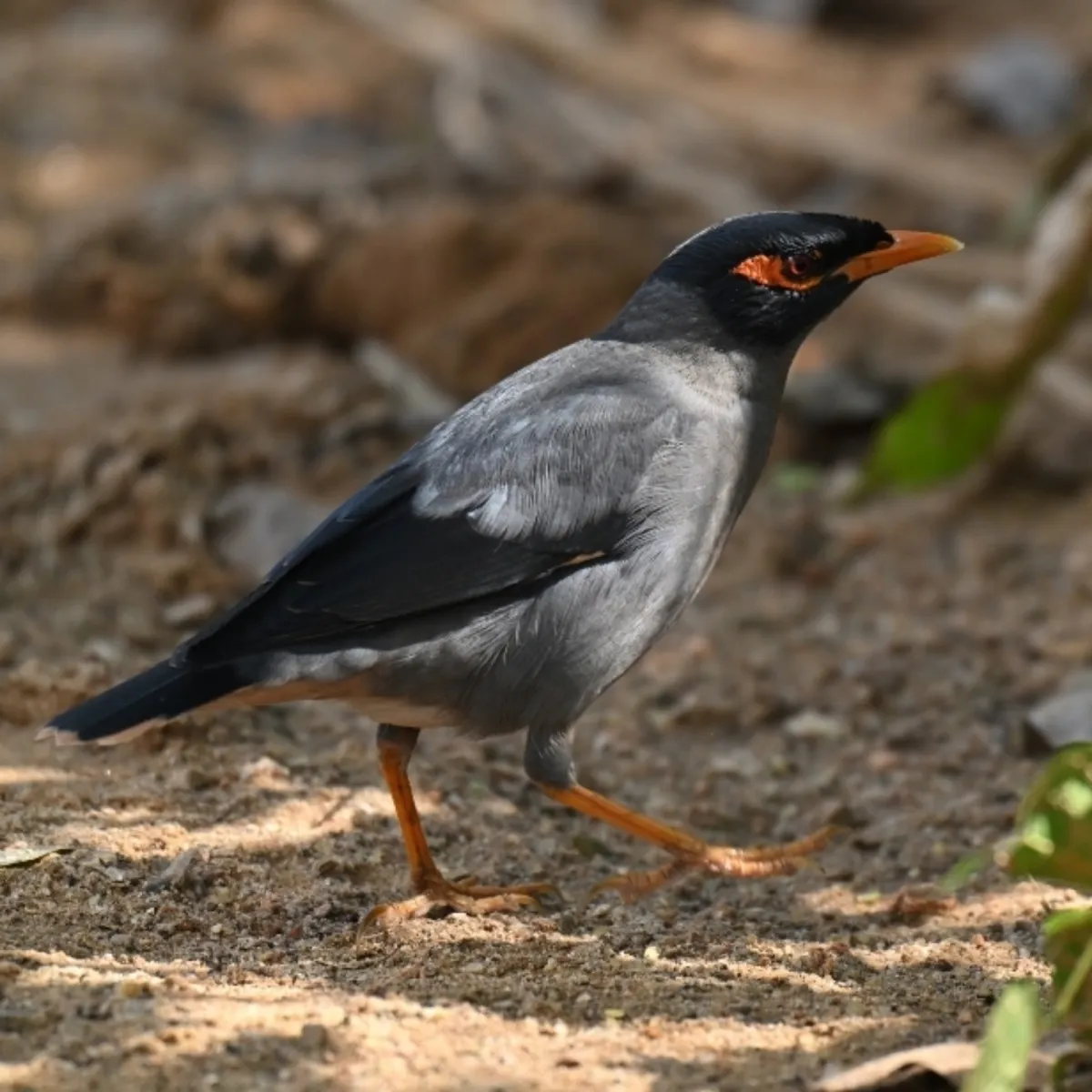 Spotted Bank Myna