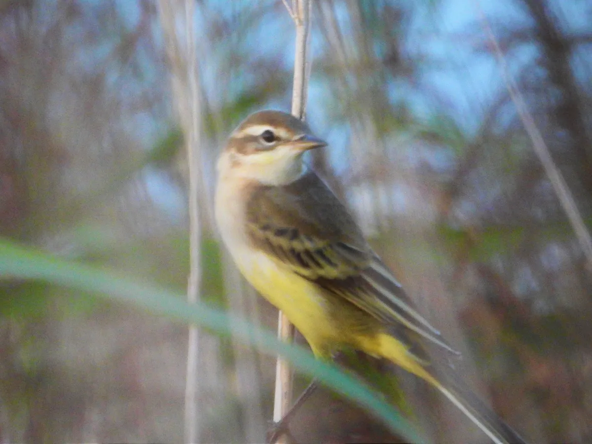 Spotted Western Yellow Wagtail