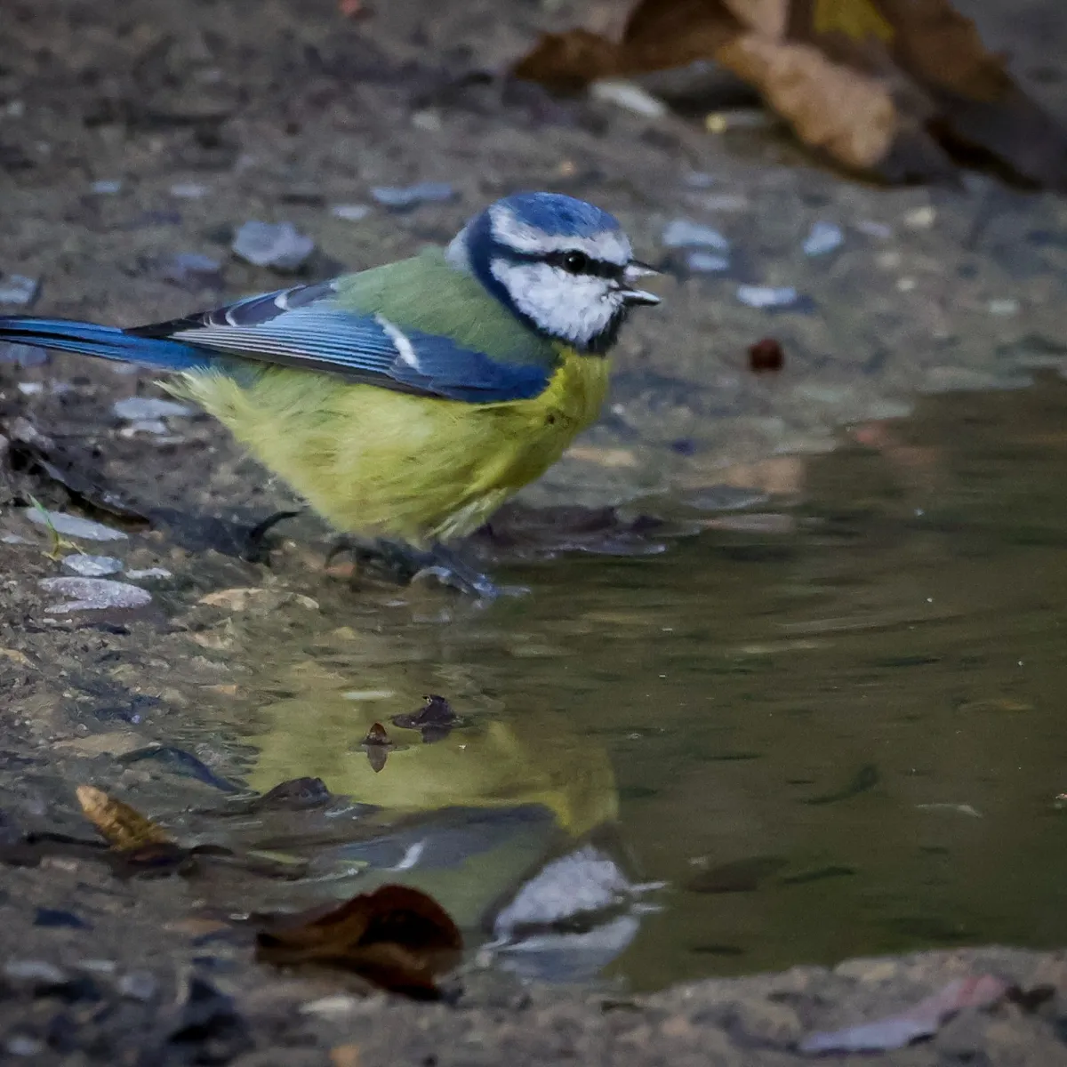 Spotted Eurasian Blue Tit