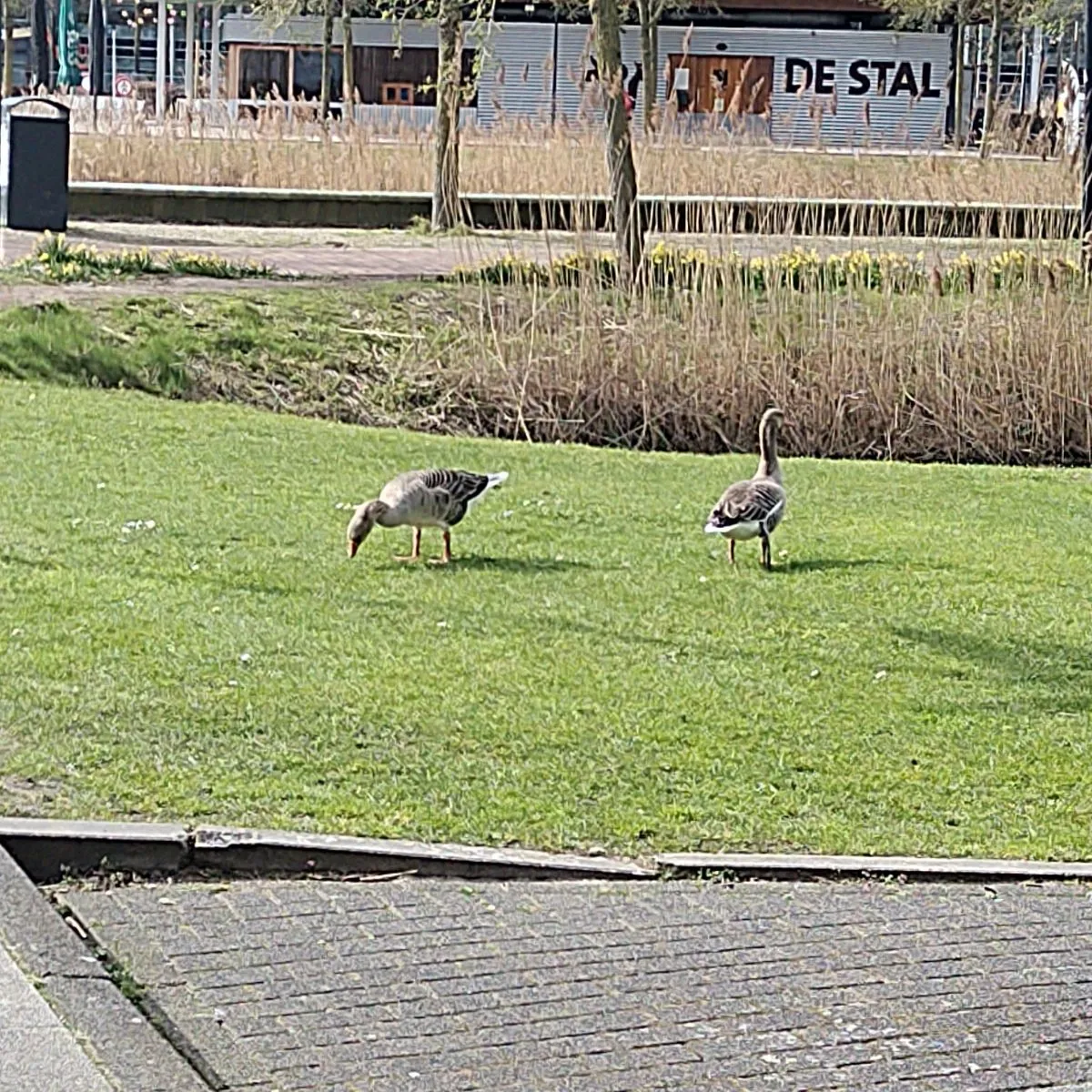 Gespotte Grote Canadese gans