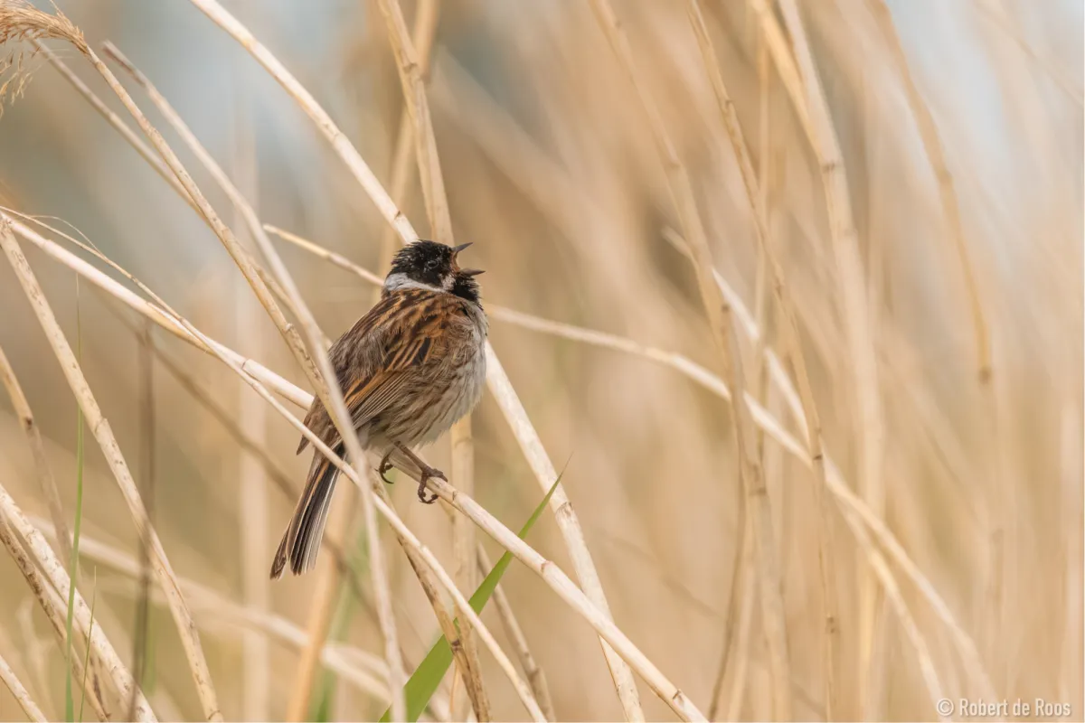 Spotted Reed Bunting