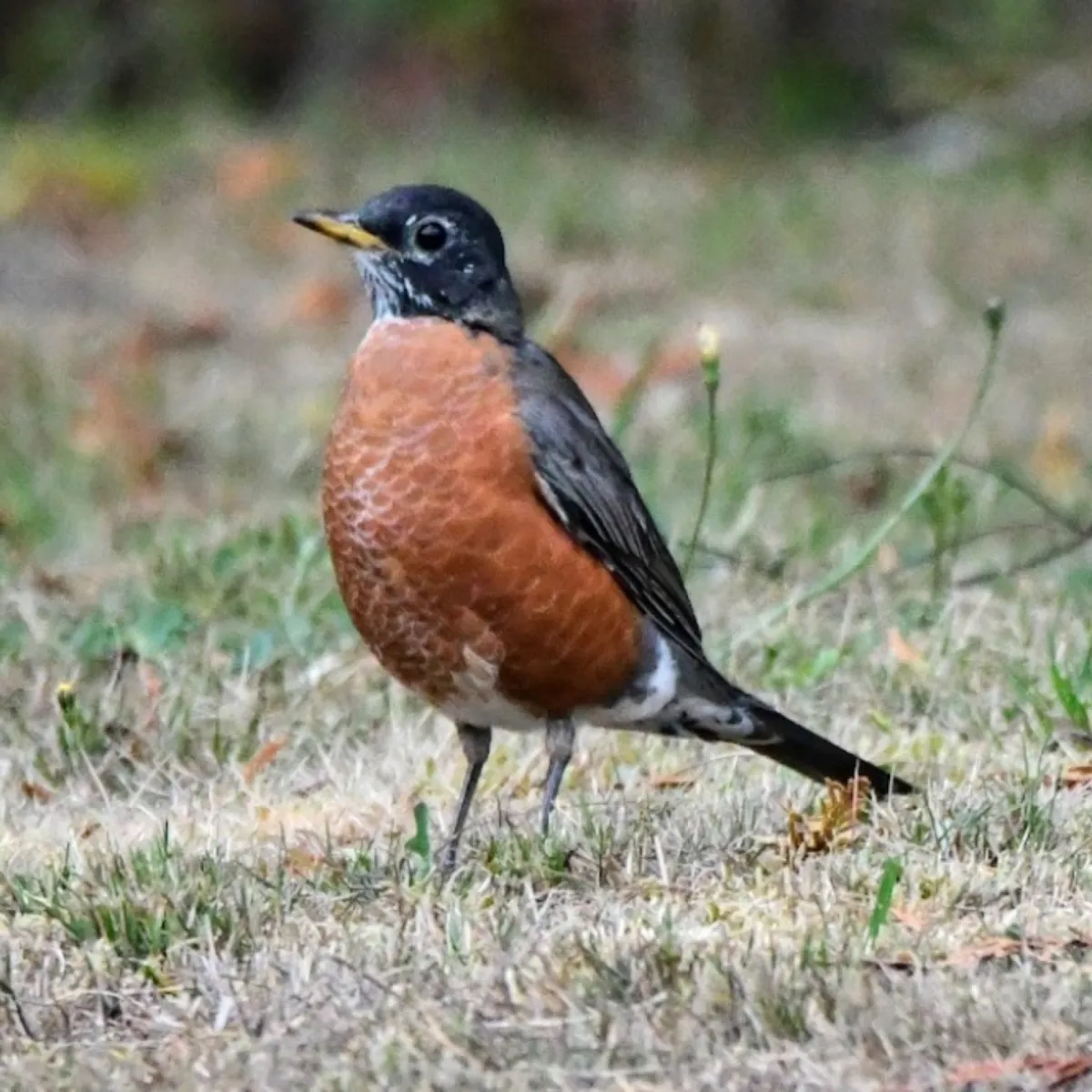 Spotted American Robin