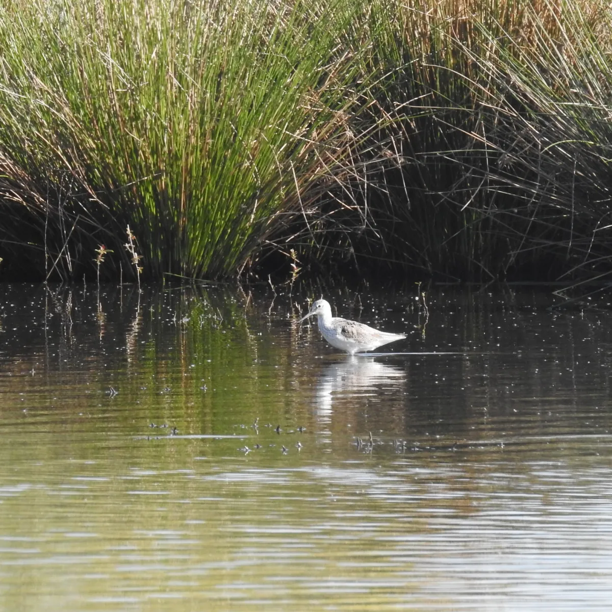Spotted Common Greenshank