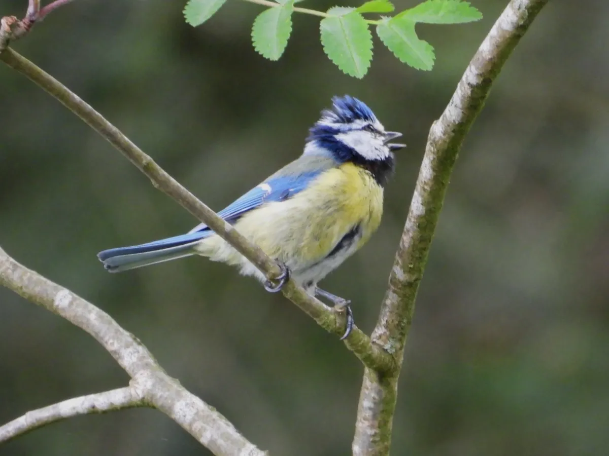 Spotted Eurasian Blue Tit