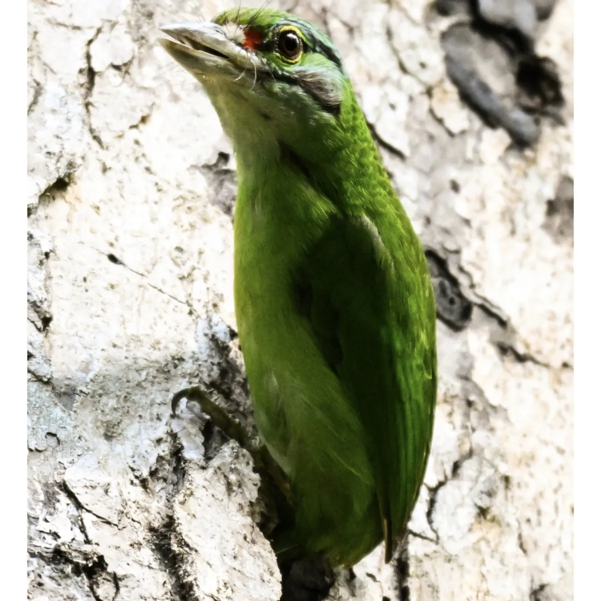 Gespotte Groenkruinbaardvogel