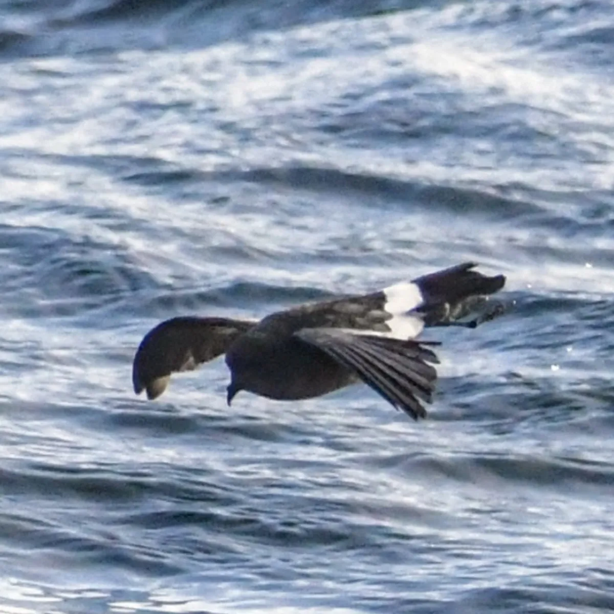 Spotted Wilson's Storm-Petrel