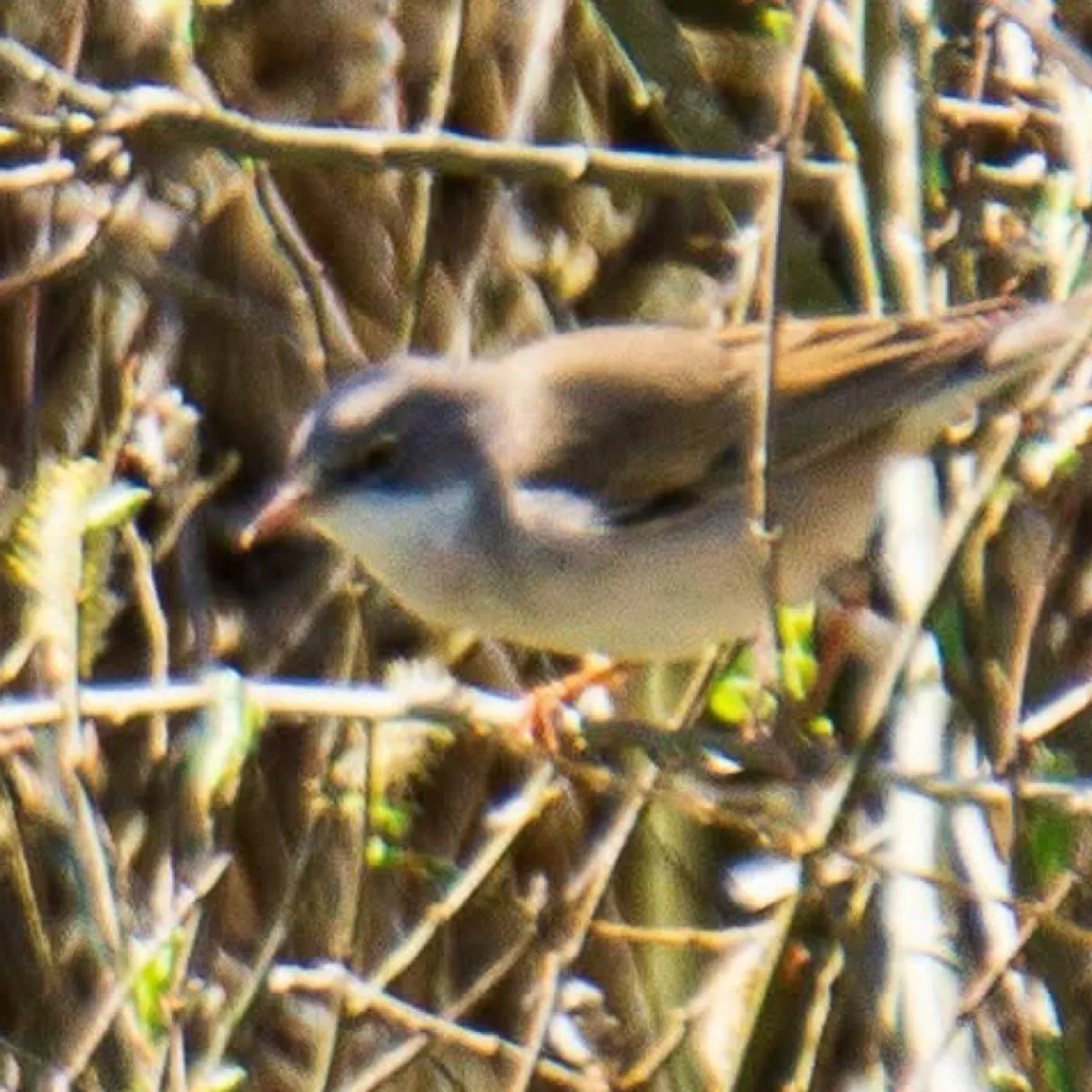 Spotted Greater Whitethroat