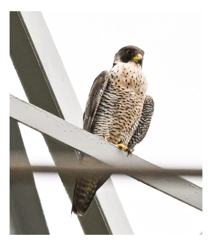 Spotted Peregrine Falcon