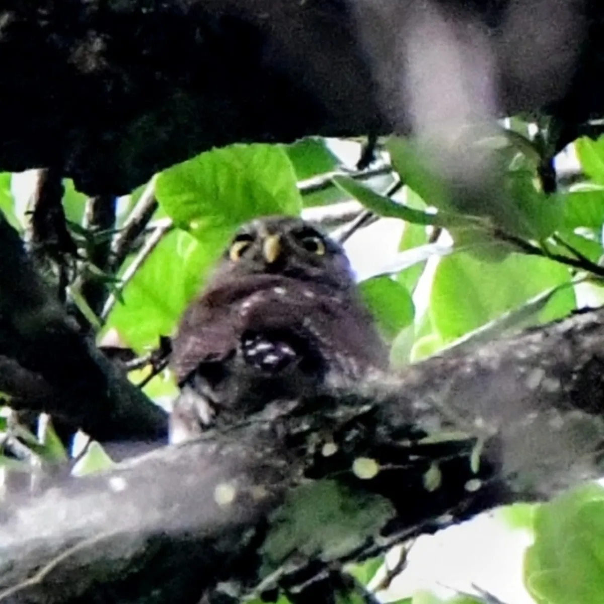 Spotted Cloud-forest Pygmy-Owl