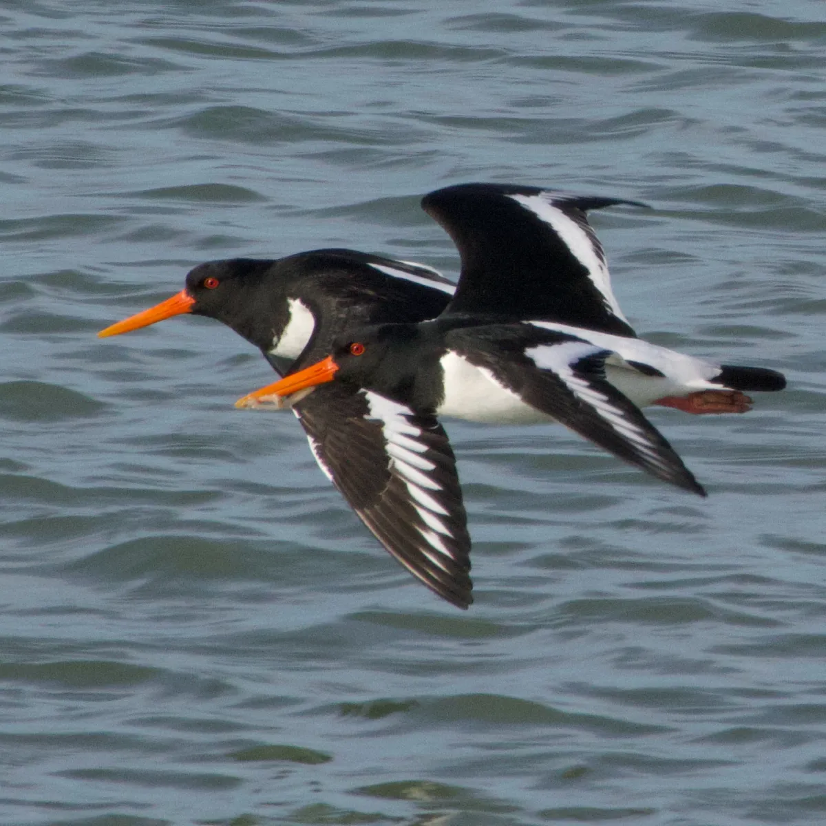 Gespotte Scholekster