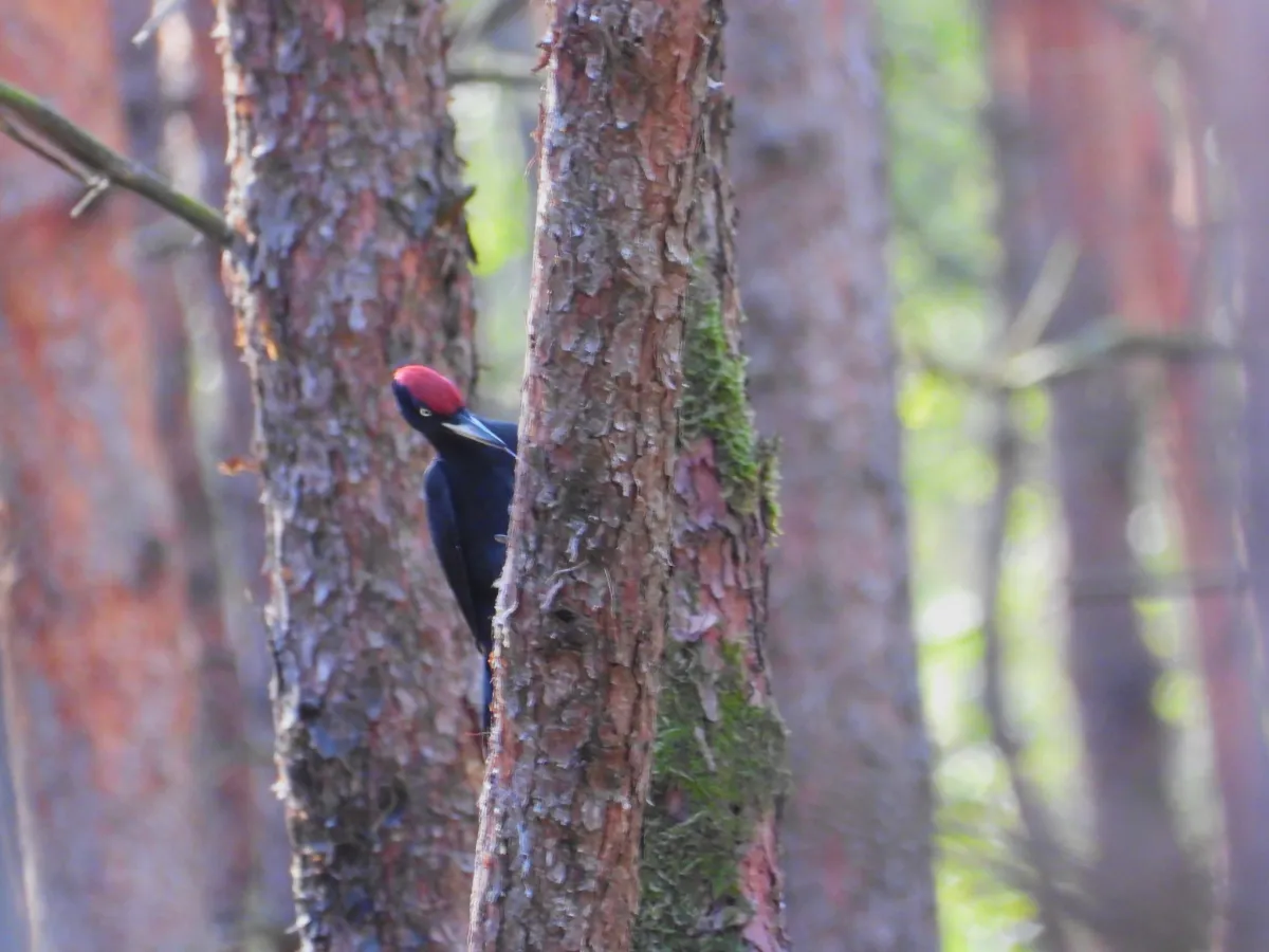 Spotted Black Woodpecker