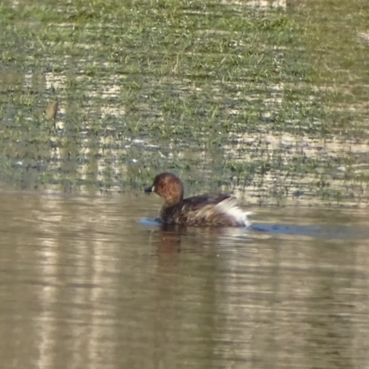 Spotted Little Grebe