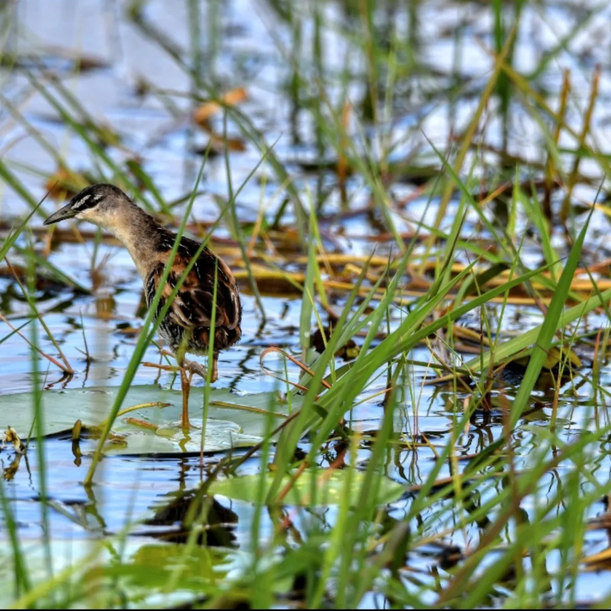 Gespotte Geelbuikporseleinhoen