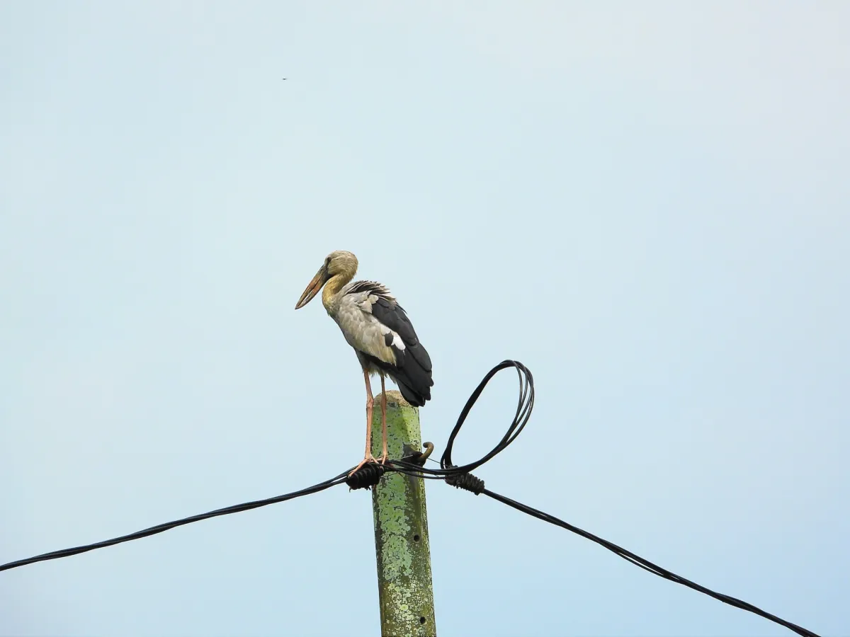 Gespotte Indische gaper