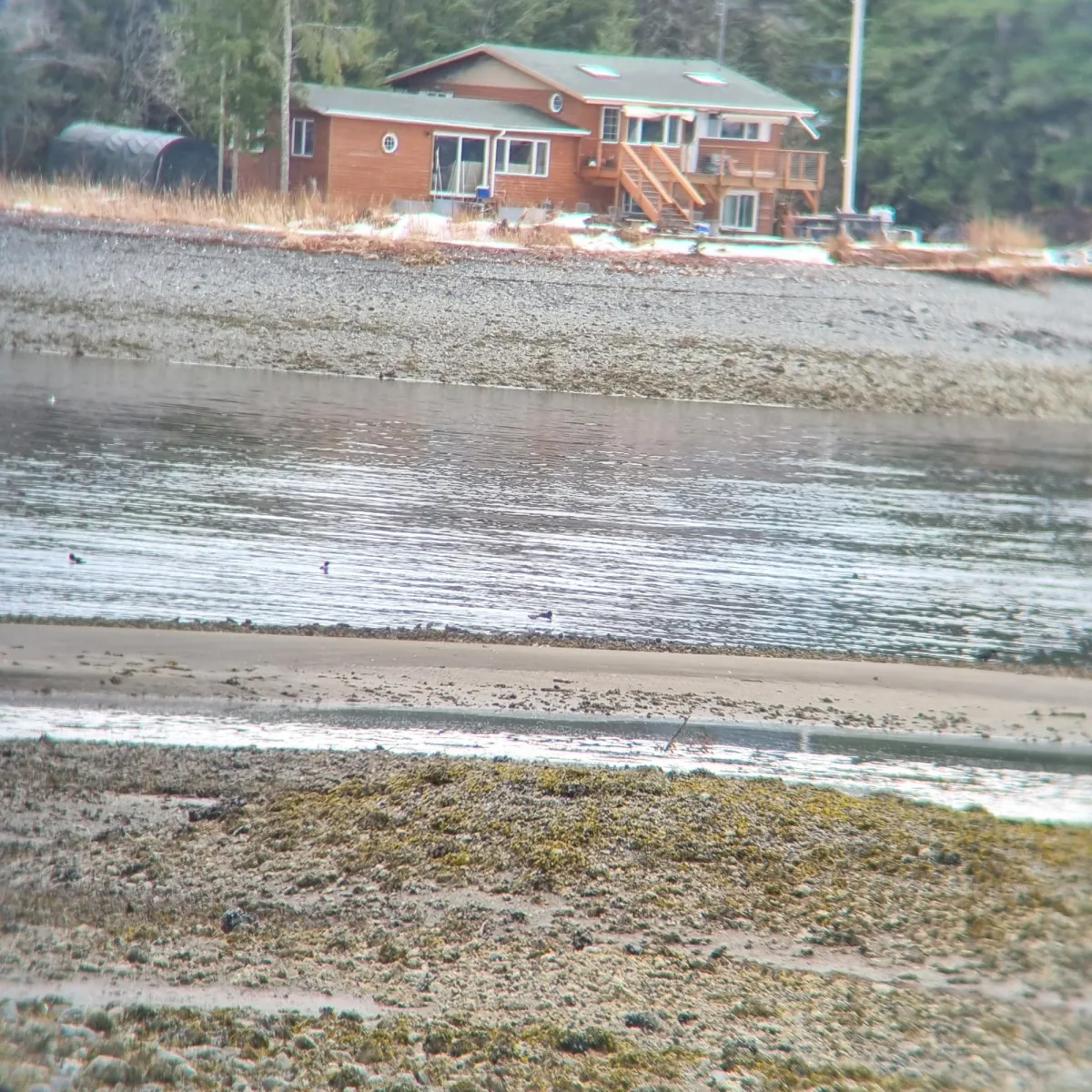 Gespotte Zwarte steenloper