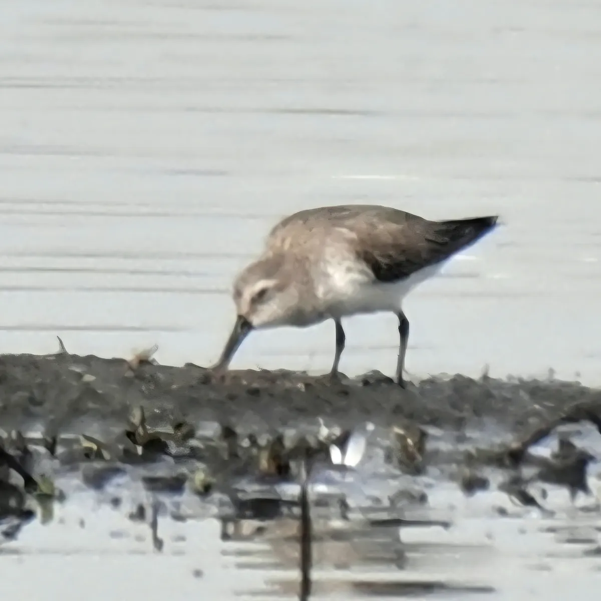 Spotted Dunlin