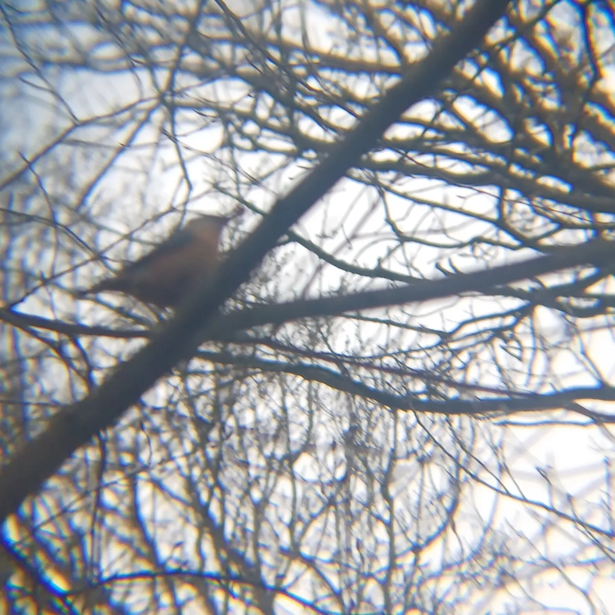 Spotted Eurasian Nuthatch