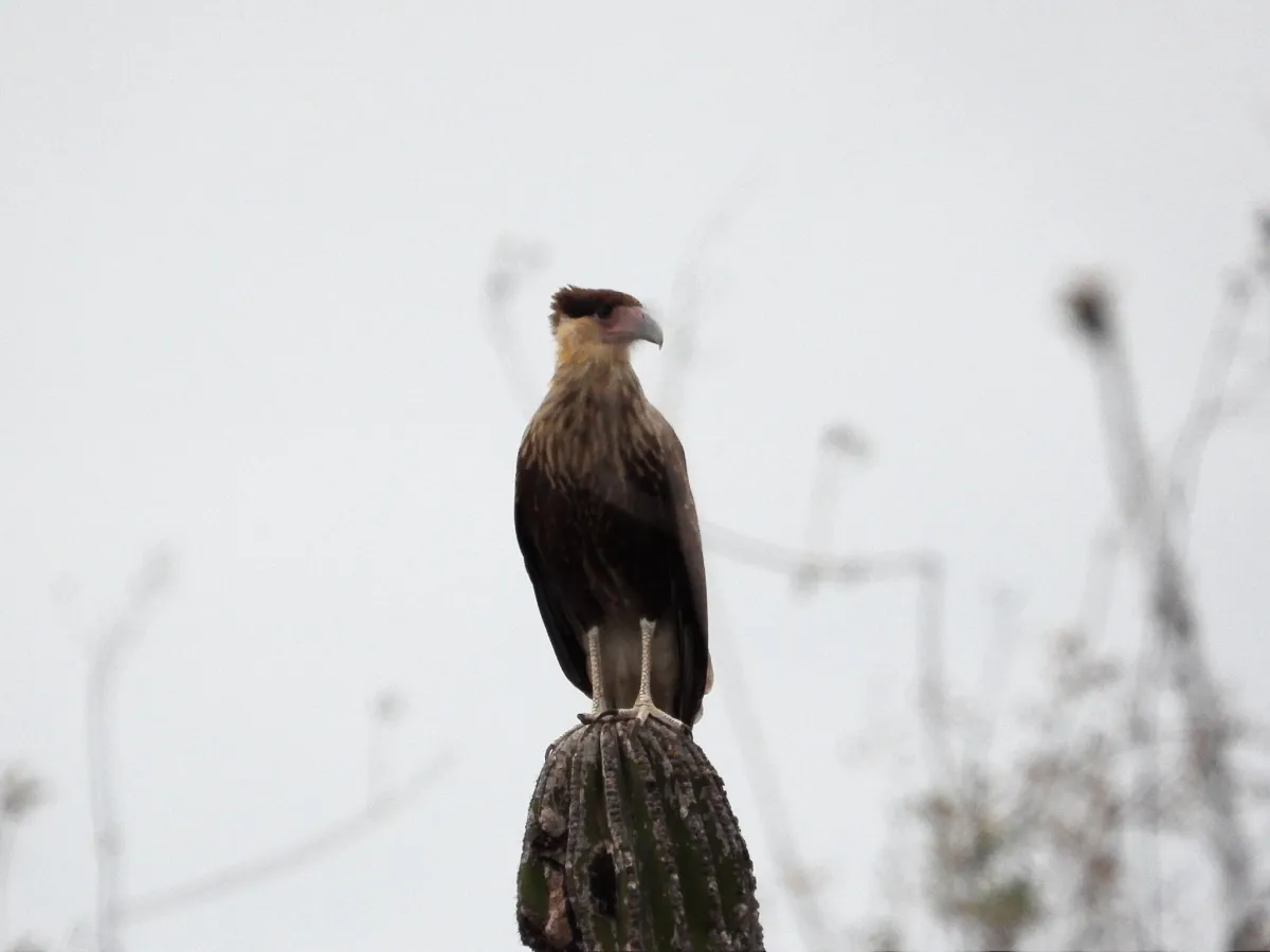 Waargenomen Kuifcaracara