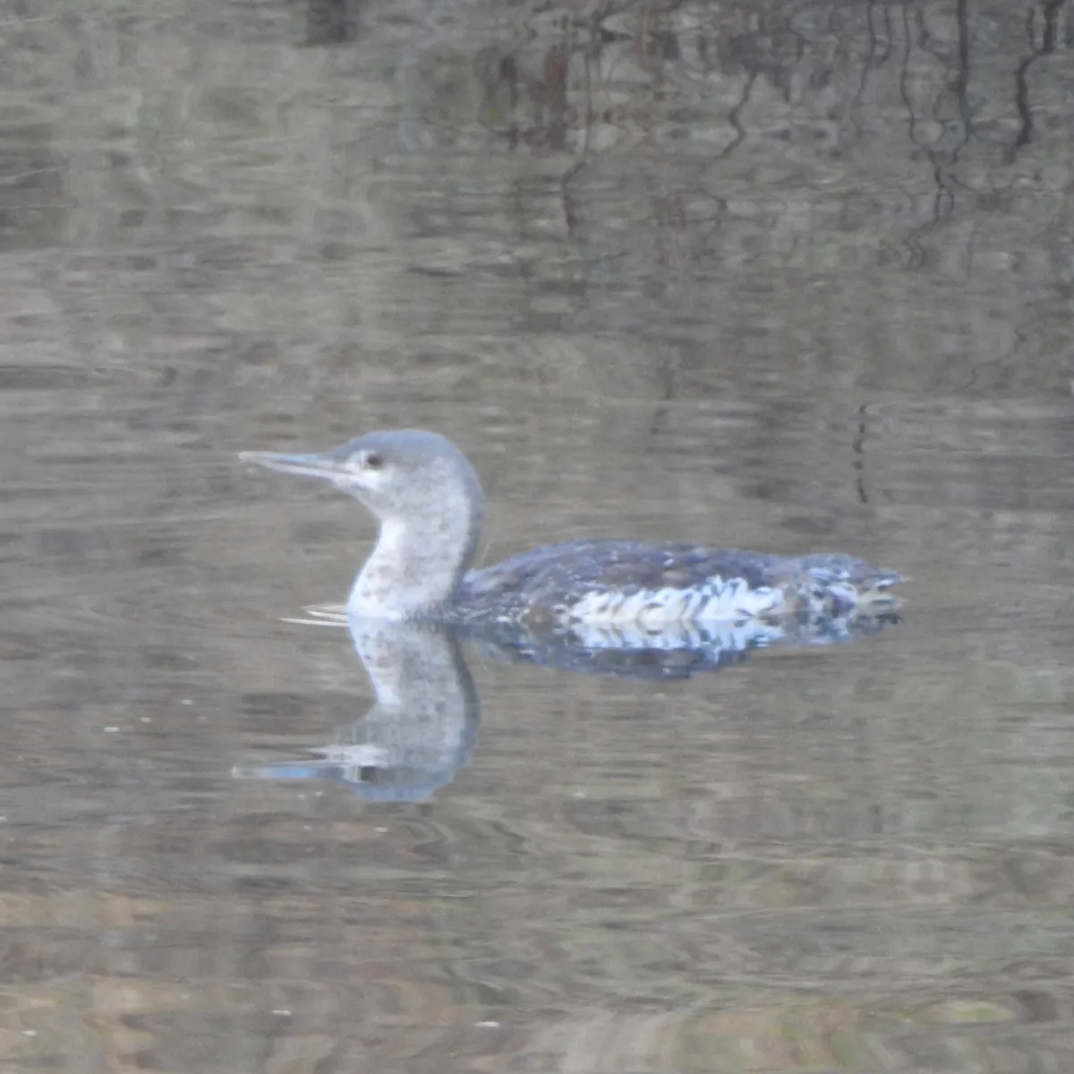 Spotted Red-throated Loon
