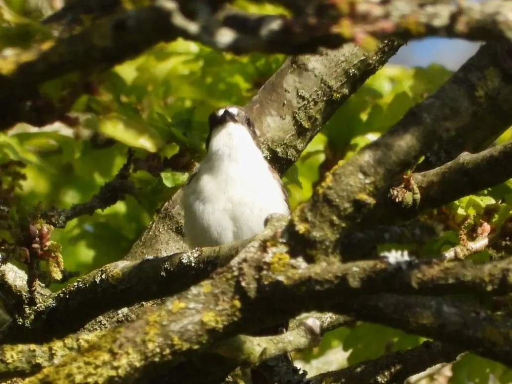 Spotted European Pied Flycatcher